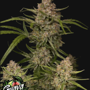 Guava Auto 3 Feminized Autoflower Seeds