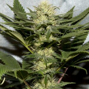 Hawaiian Glue Stick F2 (Pineapple Thai F3 x Glue Sniffer BX3) 10 Regular Seeds