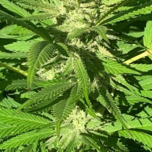 Headless F2 (818 Headband F2 x Rebel Sour F3) 10 Regular Seeds