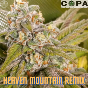 Heaven Mountain Remix F1 (Goji OG [Bodhi's Cut] x Appy F4 Variegated) 10 Regular Seeds