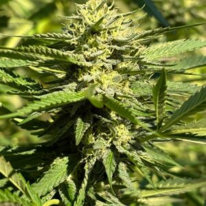 Heavy Diesel F3 (Karma Sour Diesel BX2 x Rebel Sour F3) 10 Regular Seeds