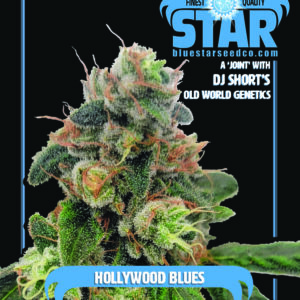 Hollywood Blues F1 (Hollywood Pure Kush x 1998 F4 Blueberry S1) 4 Feminized Seeds