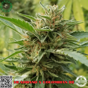 Headband x Colombian 10 Regular Seeds