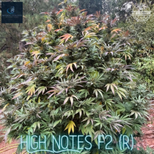 High Notes F3 (Very Cherry F2 x Magnum Opus F11) 10 Regular Seeds
