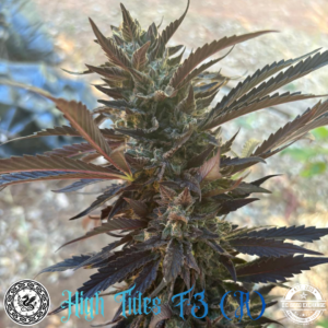 High Tides F3 (Banana Cream Cake F2 x Dosidos #22 F3) 10 Regular Seeds
