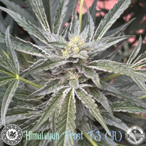Himalayan Frost F3 (Kashmiri 'cut-only' x Dosidos #22 BX1) 10 Regular Seeds