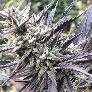 Iced Purps F3 (Mendo Purps x Gelato #25/Dosidos #22) x Rebel Sour F3) 10 Regular Seeds