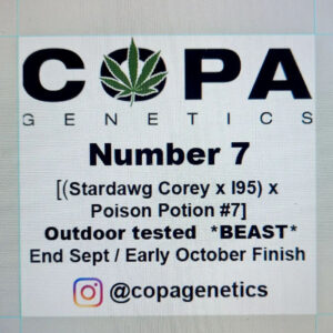 Number 7 F1 ([Stardawg Corey x I-95] x Poison Potion) 10 Regular Seeds