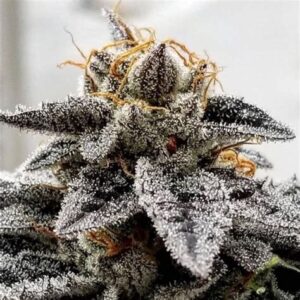Iced Chocolate F2 (Chocolope F3 x Vanilla Frosting) 10 Regular Seeds