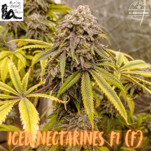 Iced Nectarines F1 (Peach Hashplant x Frosted Apricots) 10 Feminized Seeds