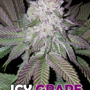 Icy Grape F1 (Purple Zkittlez x 1996 Black Domina) 10 Regular Seeds