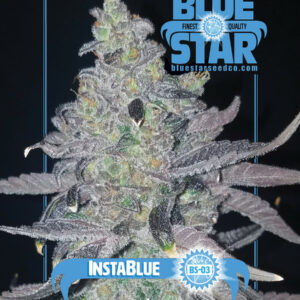 Instablue (Mai Tai x Blueberry F4) 10 Regular Seeds
