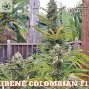 Irene Colombian F1 10 Regular Seeds