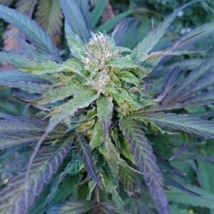 Jamaican Chocolates F2 (Chocolope F3 x Sour Jamaican Lime F3) 10 Regular Seeds