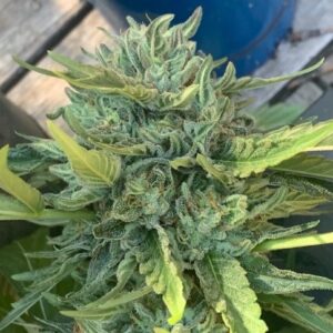 Jelly Roll F2 (Royal Jelly F3 x Rebel Sour F3) 10 Regular Seeds