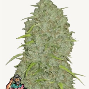 Jack Herer Auto 3 Feminized Autoflower Seeds