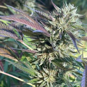 Jamaican Sunset F2 ([Afghani #1 'cut-only'/Sour Jamaican Lime F3] x Sunset Sherbet BX1) 10 Regular Seeds