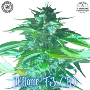 KRome F3 ([Kashmir x Runtz] x I-95) 10 Regular Seeds