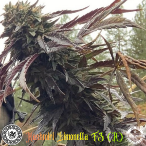 Kashmiri Limonella F3 ([Kashmiri x Gelato #25 /Dosidos #22] x Lemon Venom) 10 Regular Seeds
