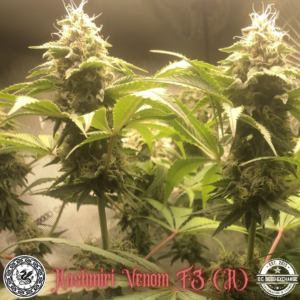 Kashmiri Venom F3 ([Kashmiri/Dosidos #22] x Venom OG) 10 Regular Seeds