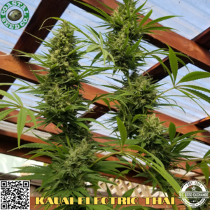 Kauai Electric Thai F1 10 Regular Seeds