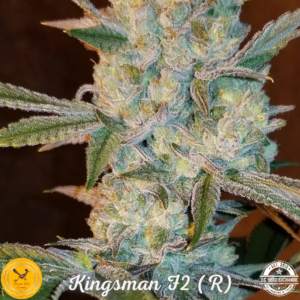 Kingsman F2 (Kings Banner F2 x Goliath F3) 10 Regular Seeds