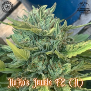 Koko's Jewels F2 (Monkey Nutz #2 x I-95) 10 Regular Seeds