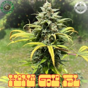 Kona Gold IBL 10 Regular Seeds