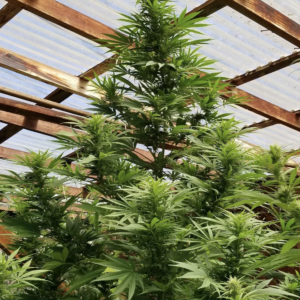 Kona Gold Thai F1 10 Regular Seeds