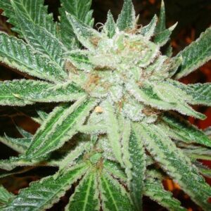 Lime Venom F3 (Venom OG F3 x Sour Jamaican Lime F3) 10 Regular Seeds