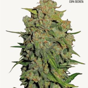 Lemon AK Auto F3 3 Feminized Autoflower Seeds