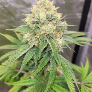 Lemon Albino F1 (Black Albino x Lemon Tree) 6 Feminized Seeds