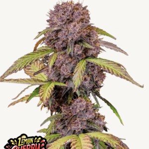 Lemon Cherry Cookies Auto 3 Feminized Autoflower Seeds