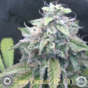 Lemon Chocolate F2 (Chocolope Bx1 x Lemon Venom) 10 Regular Seeds