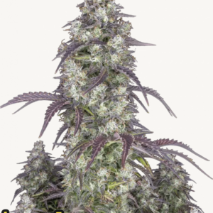 Lemon Pie Auto 3 Feminized Autoflower Seeds