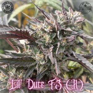 Lil' Duce F3 ([Kashmiri x Gelato #25/Dosidos #22}] x I-95) 10 Regular Seeds
