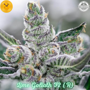 Lime Goliath F2 (Sour Jamaican Lime F2 x Goliath F3) 10 Regular Seeds