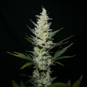 Lockdown F1 Auto (Landlocked Funk f3 x BlkMrrr) 5 Feminized Autoflower Seeds