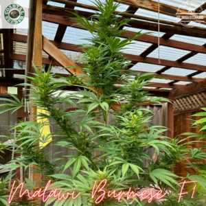 Malawi Burmese F1 10 Regular Seeds
