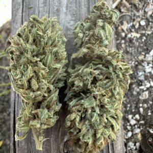 Maui Wowie Thai F1 10 Regular Seeds