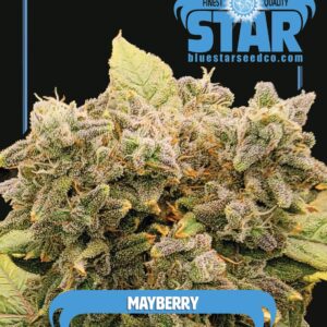 Mayberry S1 (Blue Star B1 #6 x Blue Star B1 #6) 4 Feminized Seeds
