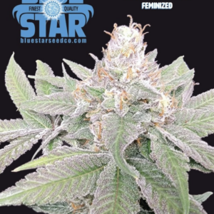 Mega Death Star F1 (Death Star x Blue Star) 4 Feminized Seeds