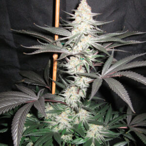 Meltdown S1 (Chernobyl x Honeybee) 10 Feminized Seeds