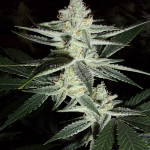 Meltdown F1 (Chernobyl x Honeybee) 10 Regular Seeds