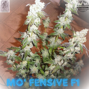Mo' Fensive F1 (Mo' Swayze x Offendo) 10 Feminized Seeds