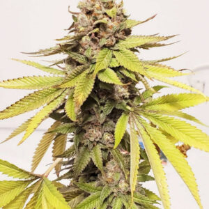 Mo Swayze F1 (GMOozy x [GMO x Swayze]) 10 Regular Seeds