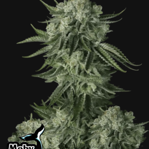 Moby Dick Auto 3 Feminized Autoflower Seeds