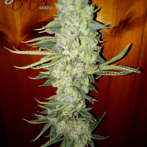 Monkey Juice S1 (Gorilla Glue #4 x Mimosa) 7 Feminized Seeds