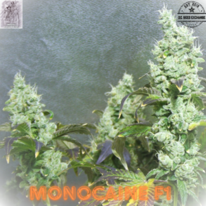 Monocaine F1 10 Feminized Seeds