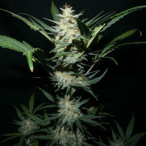 Moon Juice Auto F1 (Troubled Grape x BlkMrrr) 5 Feminized Autoflower Seeds